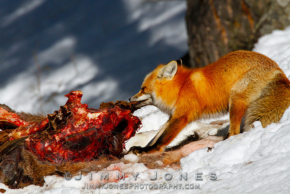 Red Fox