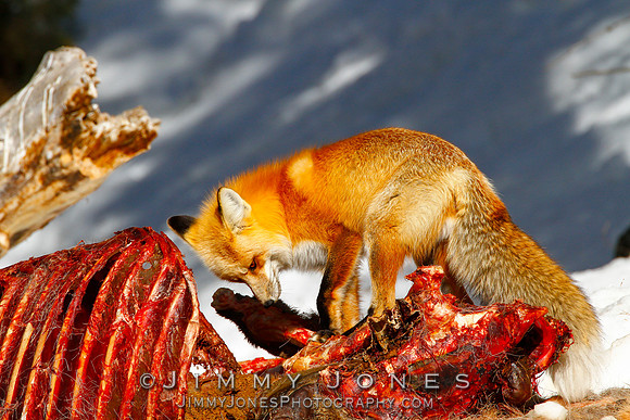 Red Fox