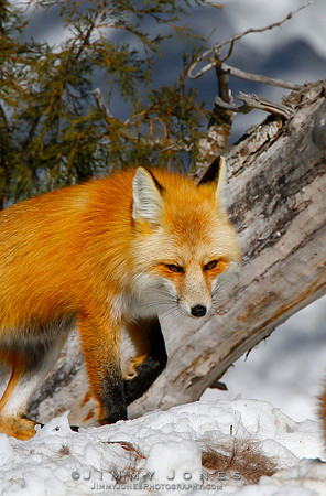 Red Fox