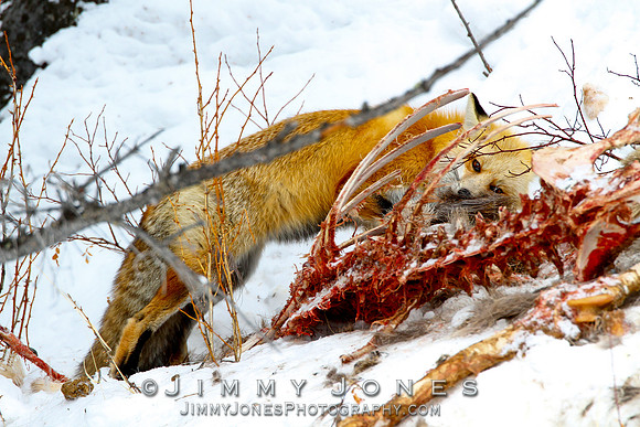Red Fox