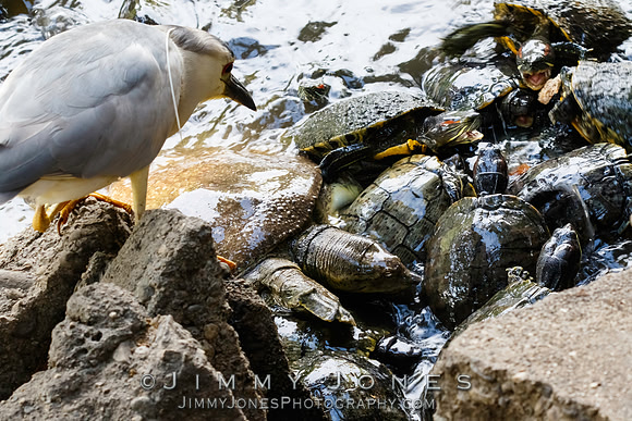 Black-crowned Night Heron / Turtle Soup