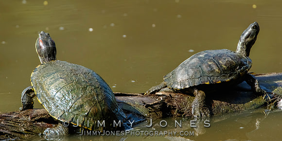 Red-eared sliders