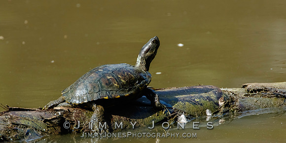 Red-eared slider