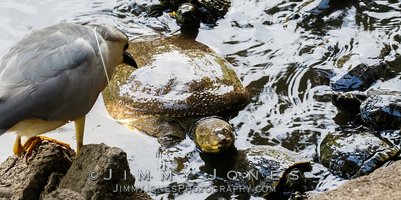 Black-crowned Night Heron / Soft Shell Spiny Turtle