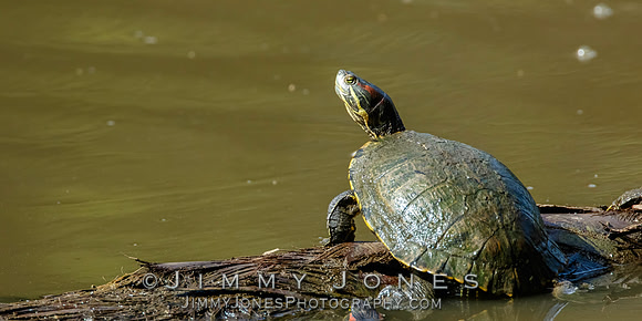 Red-eared slider