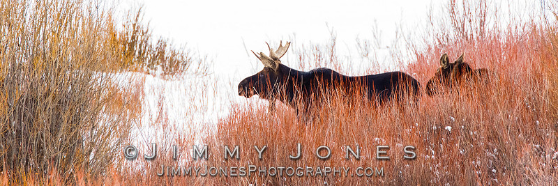 Moose