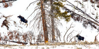 Moose
