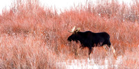 Moose