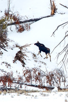 Moose
