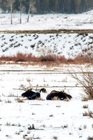 Moose