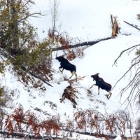 Moose