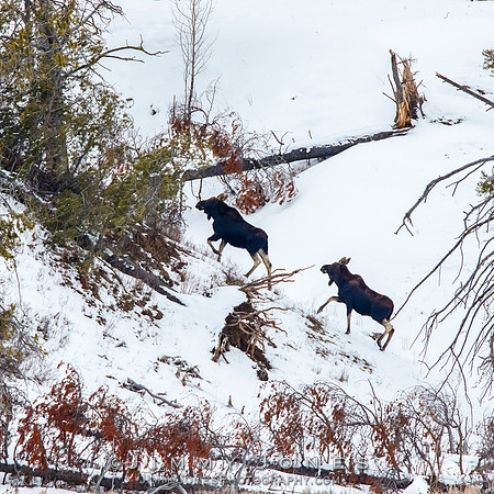 Moose