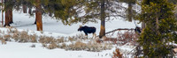 Moose