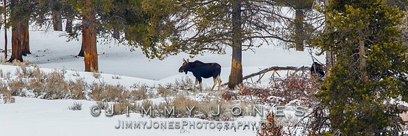 Moose