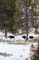 Moose