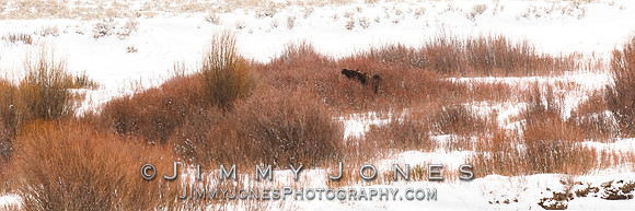 Moose