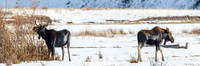 Moose