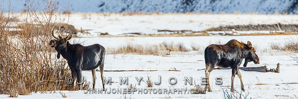Moose
