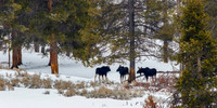Moose