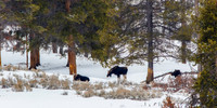 Moose