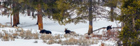 Moose