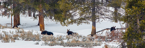 Moose