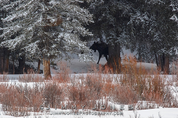 Moose