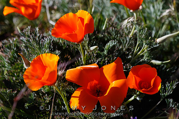 Poppies