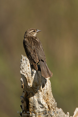 Red-Winged Blackbird ( Female )