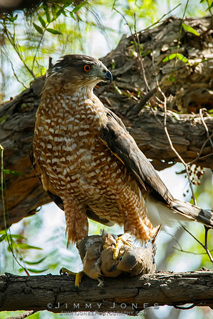 Cooper's Hawk with Mourning Dove