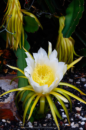 Giant White Epiphyllum Hylocereus Orchid Cactus