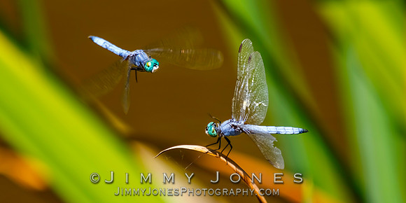 Blue Dasher Dragonflies