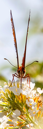 Fritillary, Gulf Agraulis vanillae