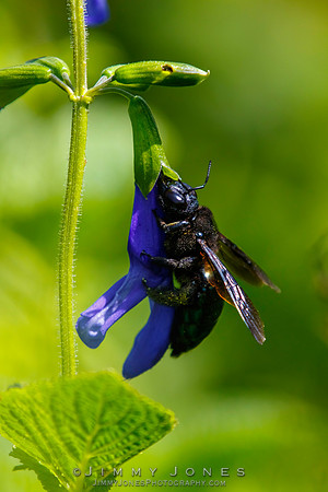 Carpenter Bee