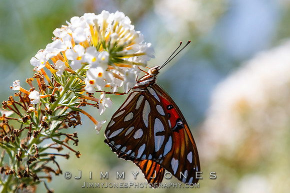 Fritillary, Gulf Agraulis vanillae