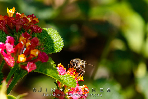 Honey Bee