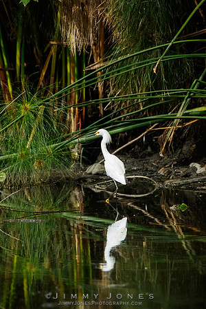 Snowy Egret