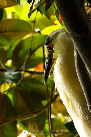 Black-crowned Night Heron