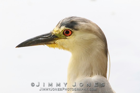 Black-crowned Night Heron