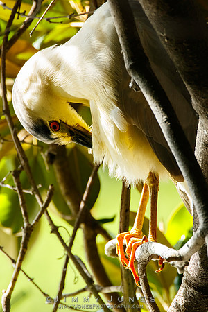 Black-crowned Night Heron
