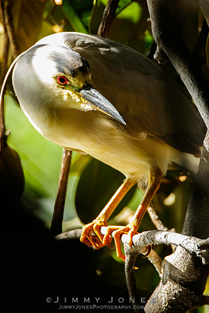 Black-crowned Night Heron
