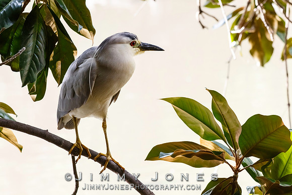 Black-crowned Night Heron