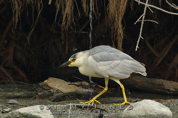 Black-crowned Night Heron