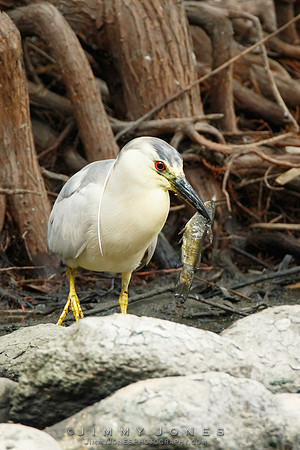 Black-crowned Night Heron
