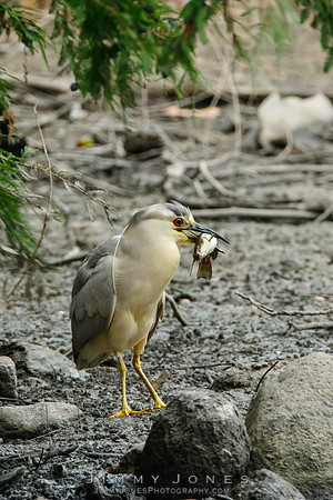 Black-crowned Night Heron