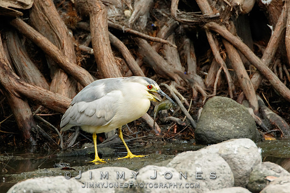 Black-crowned Night Heron