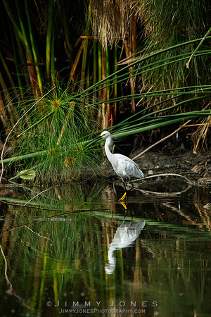 Snowy Egret