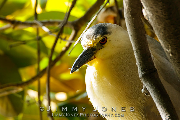 Black-crowned Night Heron