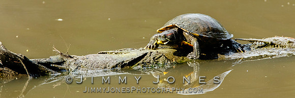 Red-eared slider - BS/P0109