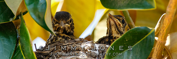 American Robin Nest - BS/P0110